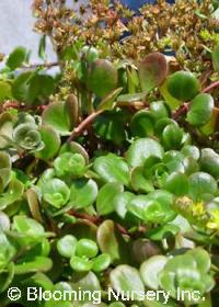 Sedum tetractinum